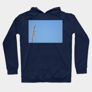 Pampas Grass Head Hoodie